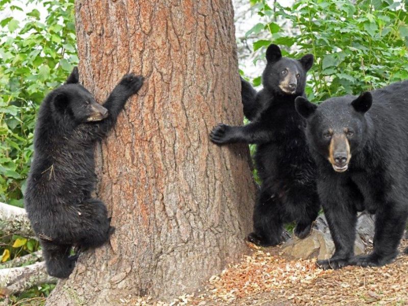 Jani, Cubs, and Birds Being Chased - UPDATE September 18, 2023