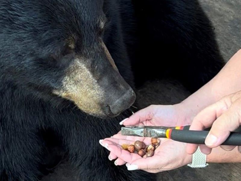 No Shots Yet, Bentley and a Porcupine - UPDATE September 11, 2023