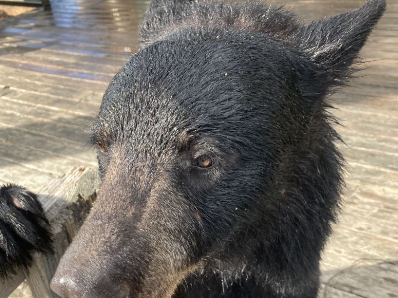 The Four Faces of Bertha - UPDATE June 18, 2025