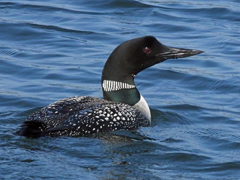 Drought, Fire, Bears, and a Good Day - UPDATE August 25, 2021