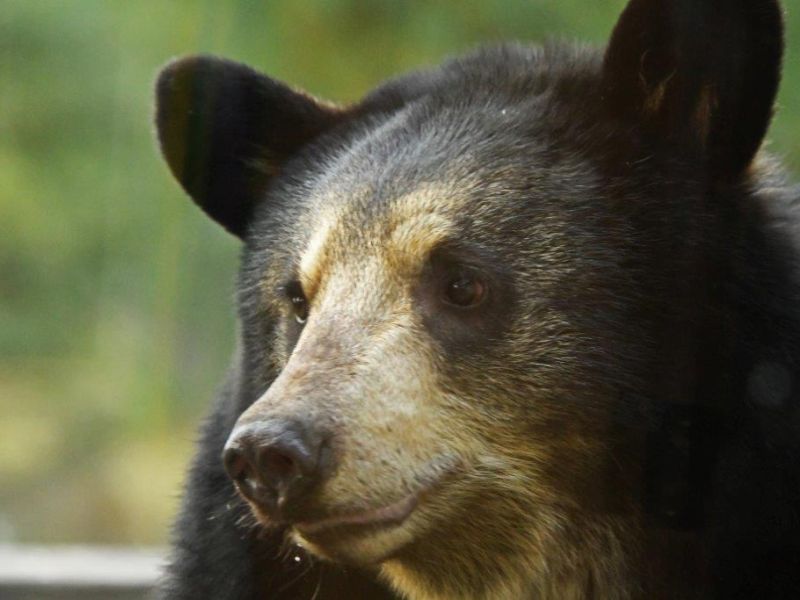 Good to see Snowball and Spanky - UPDATE October 1, 2024