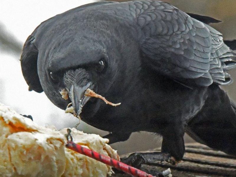 Bird Action - UPDATE April 24, 2023