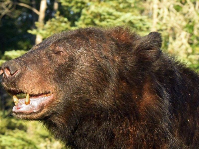 Bears, Birds, and Good Times - UPDATE August 2, 2023