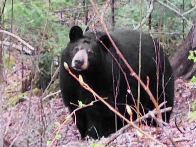 Exciting Sightings - UPDATE May 10, 2024