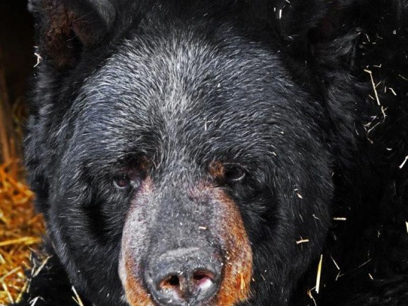 Can Ted Recover During Hibernation? - UPDATE November 14, 2021
