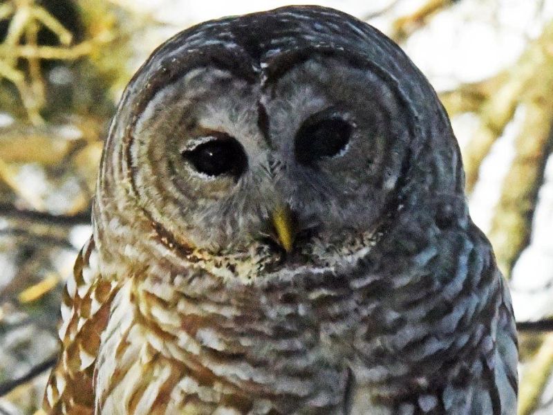 An Owl with a Frosty Face, and a Fox with Choices - UPDATE January 10, 2022