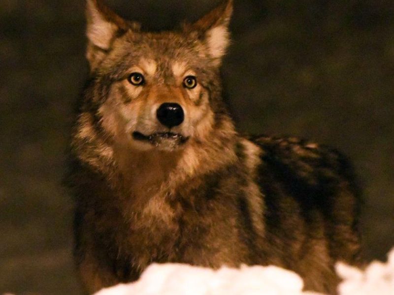 The Wolf is Back and Beautiful - UPDATE January 20, 2023