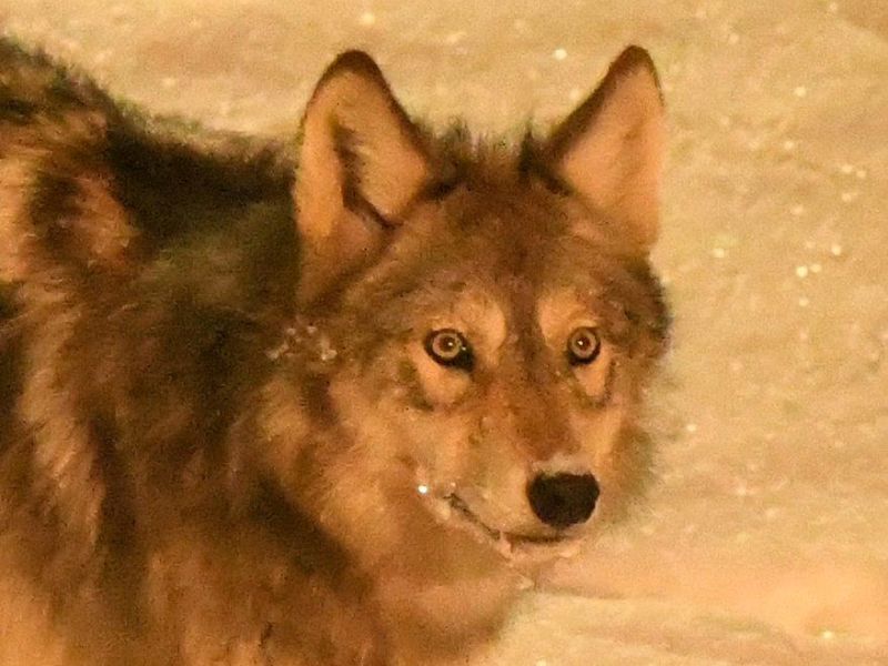 A Canine Comeback - UPDATE January 26, 2023