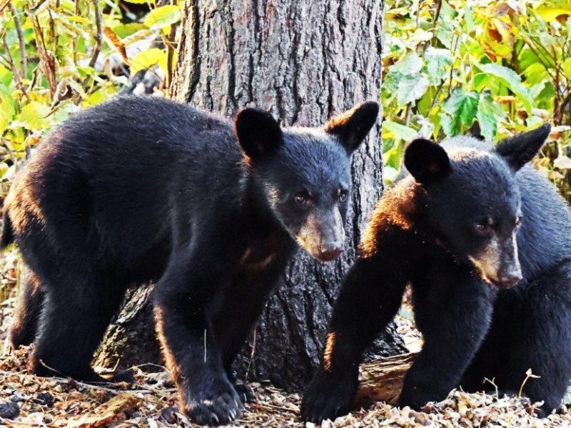 Cooling Off and Staying Together - UPDATE August 1, 2021