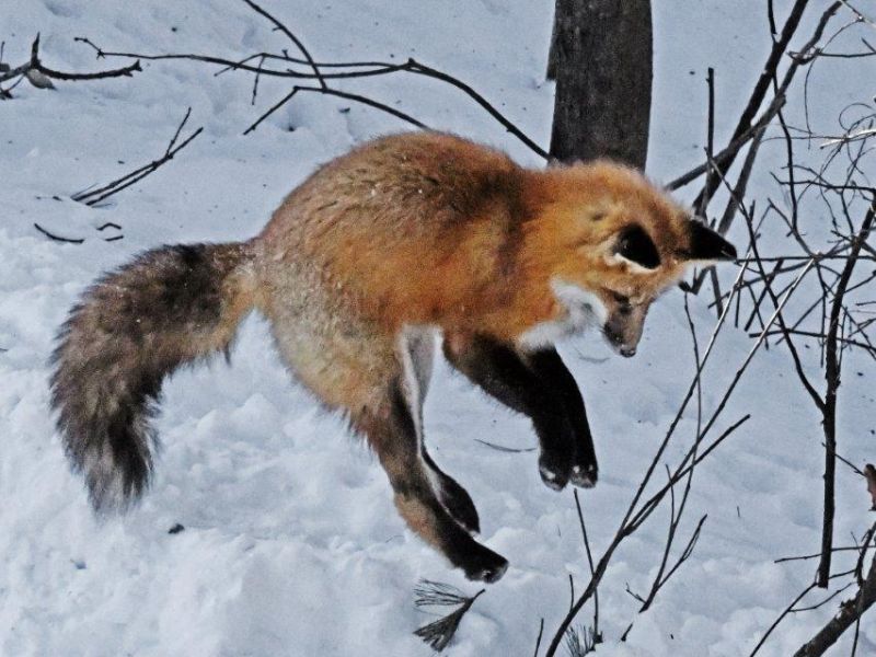 Frolicking Fox Day - UPDATE December 7, 2021