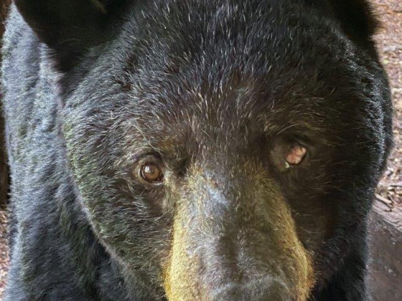 Relieved Again, Jack is Back - UPDATE July 21, 2022