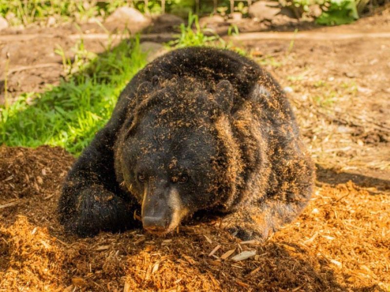 Sharon's Bear News - UPDATE June 26, 2023