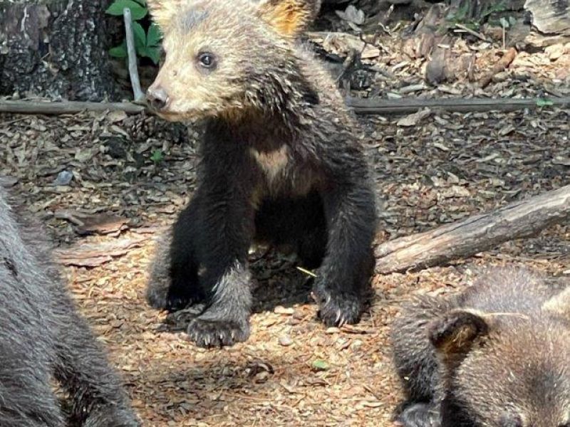 Shadow’s Great Granddaughter With Three Cubs - UPDATE July 2, 2023