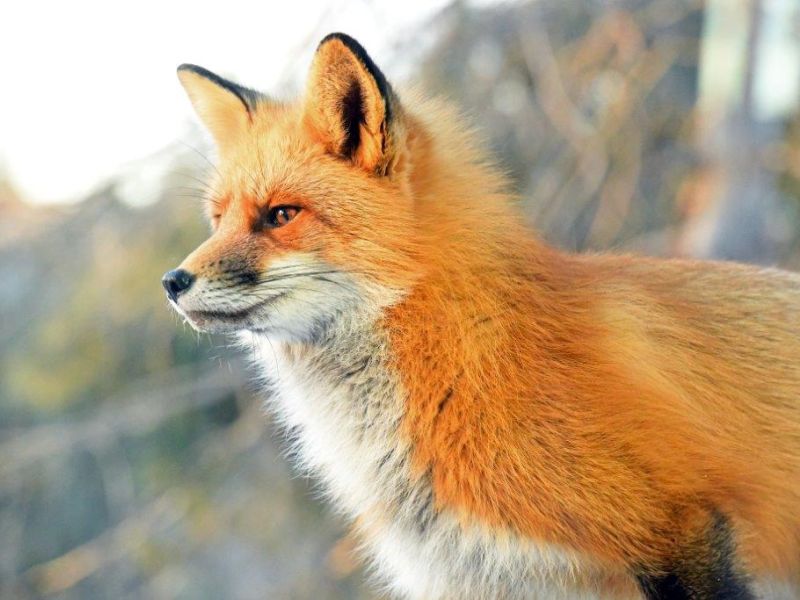 Fox and Mink - UPDATE February 15, 2024