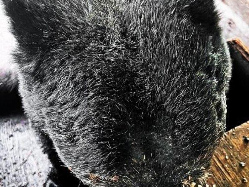 Old Guy - UPDATE July 16, 2023