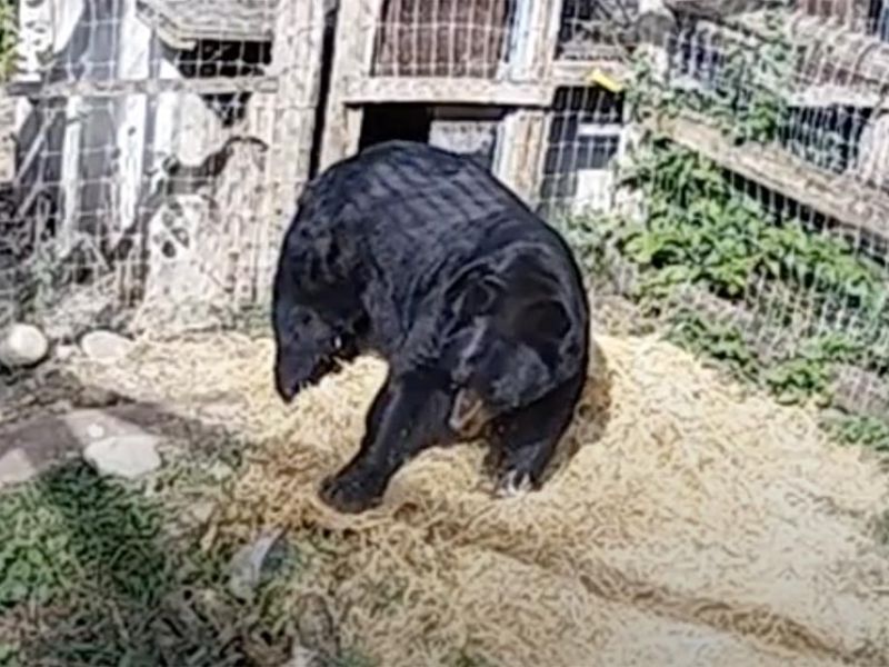 It’s Straw Time - UPDATE September 23, 2020