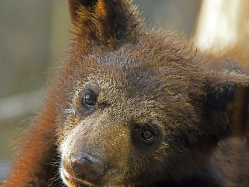 Blaze Confusion, The Brown Cub, and Our First Taker of the Tub - UPDATE June 5, 2021   