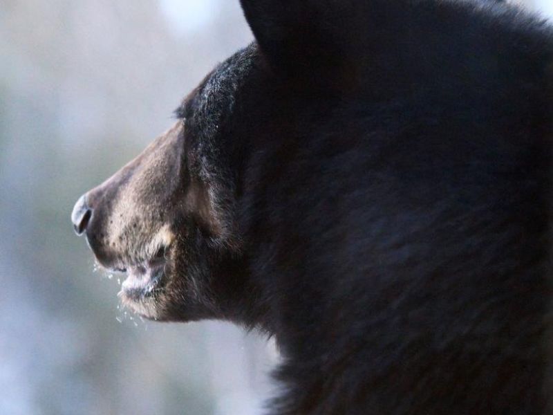 Levi Lineage and a Chipmunk - UPDATE April 5, 2025