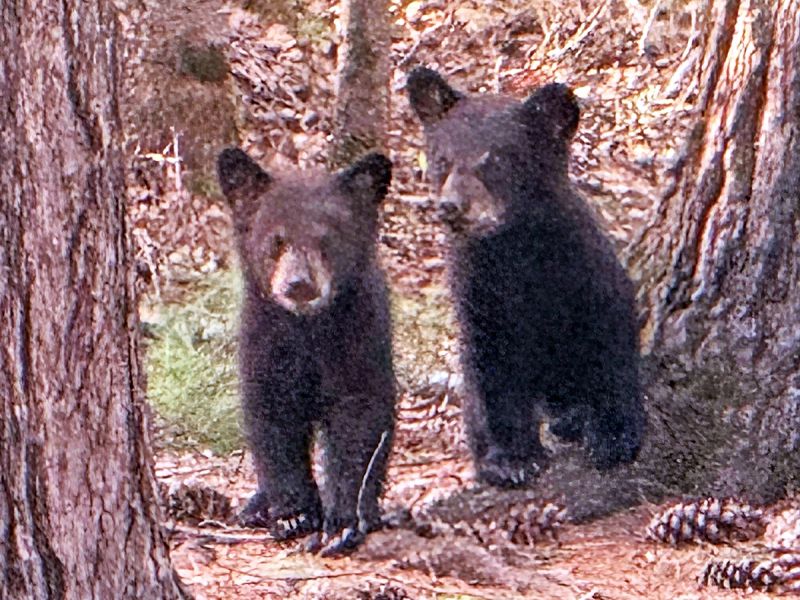First cubs reported in the study area - UPDATE May 25, 2025