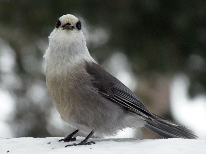Birds Stealing Fox Food - UPDATE February 1, 2022