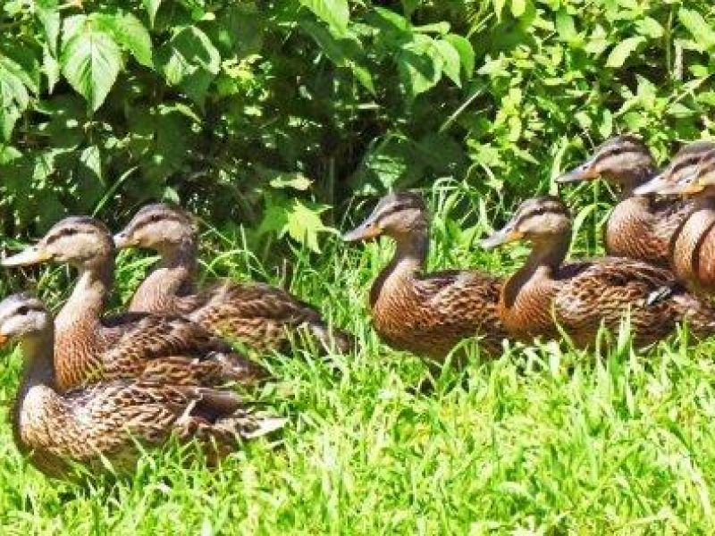 Lily and Her Four Cubs - UPDATE July 26, 2024