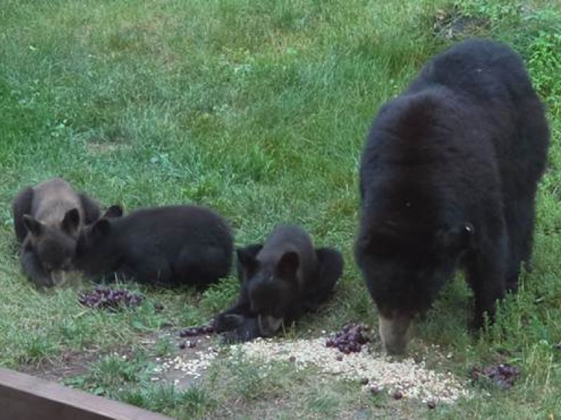 Lily and Cubs! - UPDATE July 13, 2026