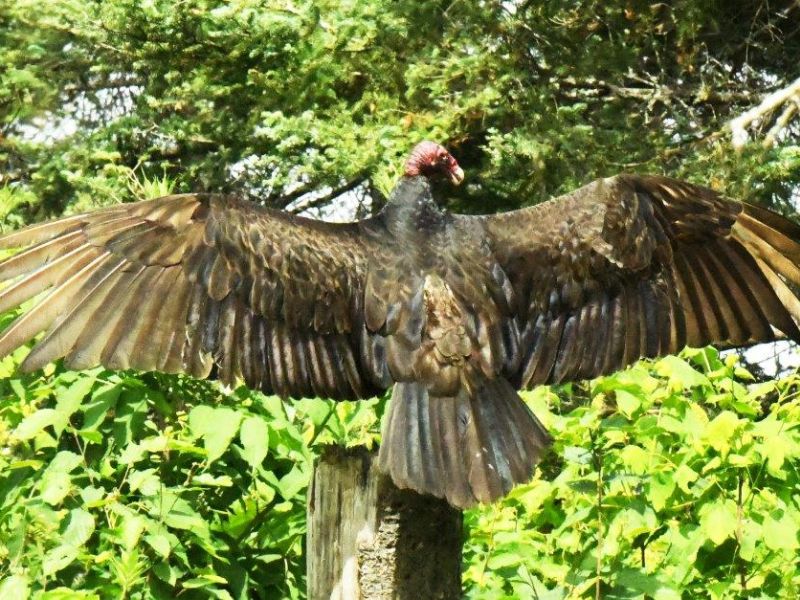 Bears, Birds, a Bonanza, and More - UPDATE June 24, 2024