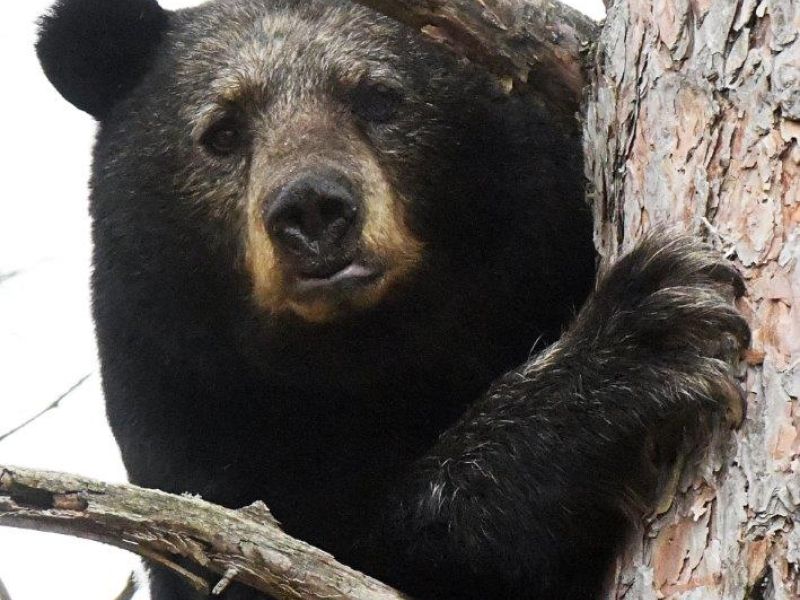 Shadow is Back! - UPDATE May 3, 2021   