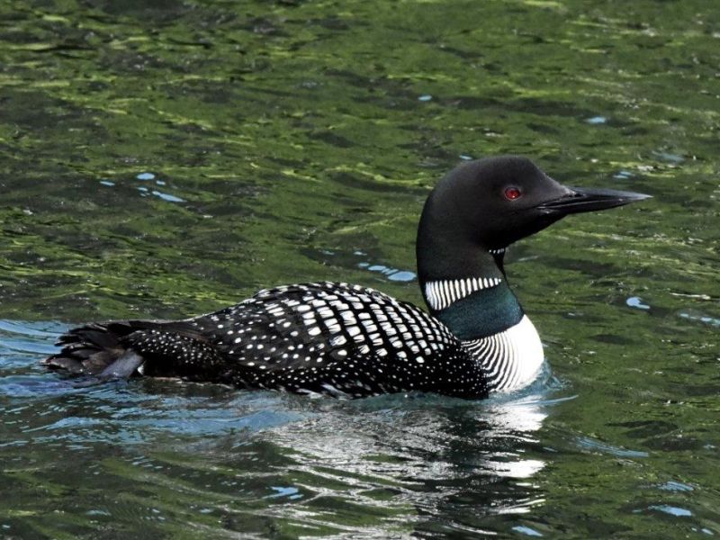 Big Harry is Back - UPDATE July 27, 2021