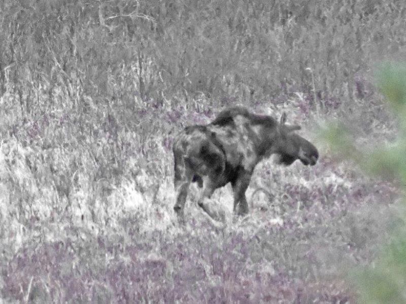 A Closer Bear and Two New Faces - UPDATE April 15, 2024