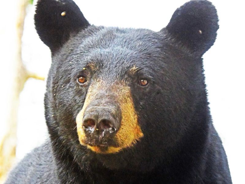 Bow Bear's Branch Reunion became a 'Shadow Clan Reunion.' - UPDATE August 10, 2025