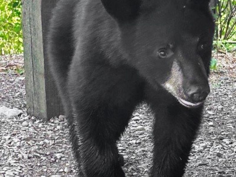 RC’s Son River, the Power of One - UPDATE May 29, 2024