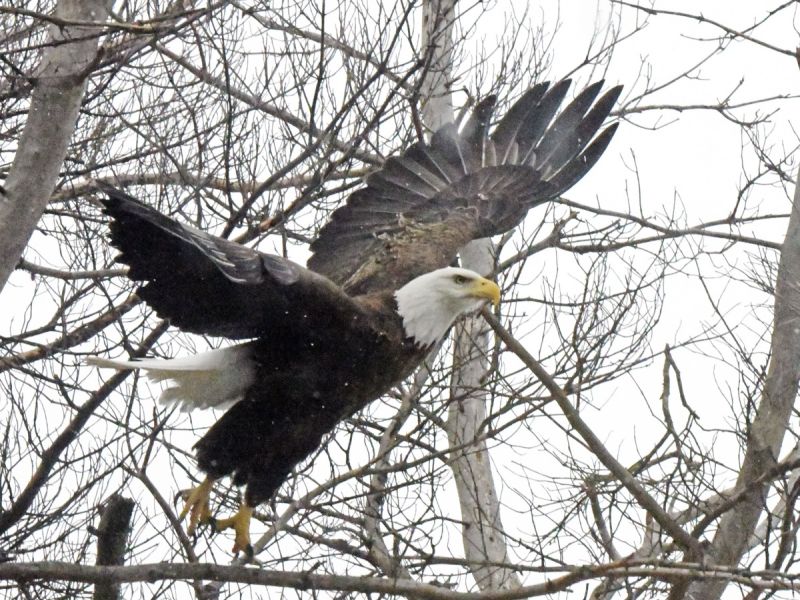 Eagles at the Nest - UPDATE March 28, 2026