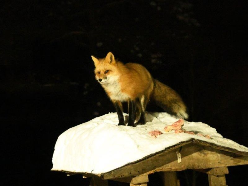 Fox vs Fisher and a Confession - UPDATE January 19, 2024