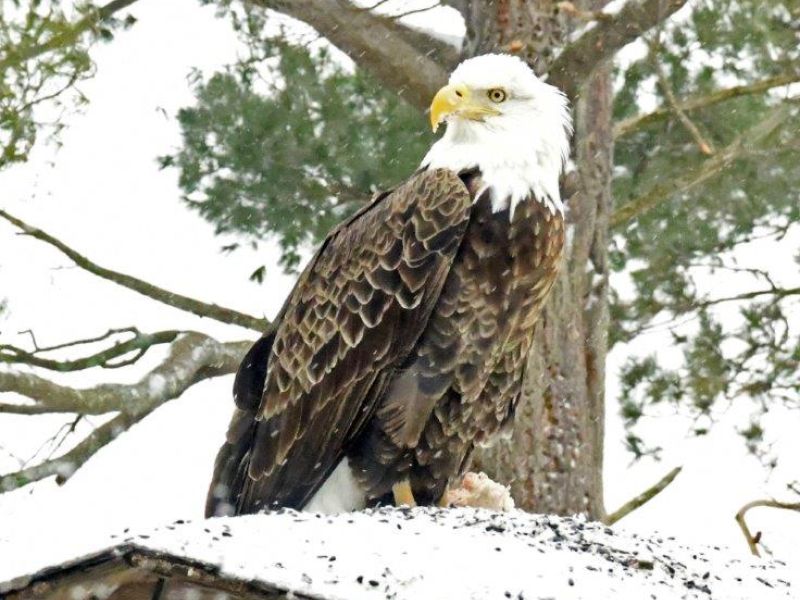 The Eagle Has Landed!! - UPDATE March 27, 2024