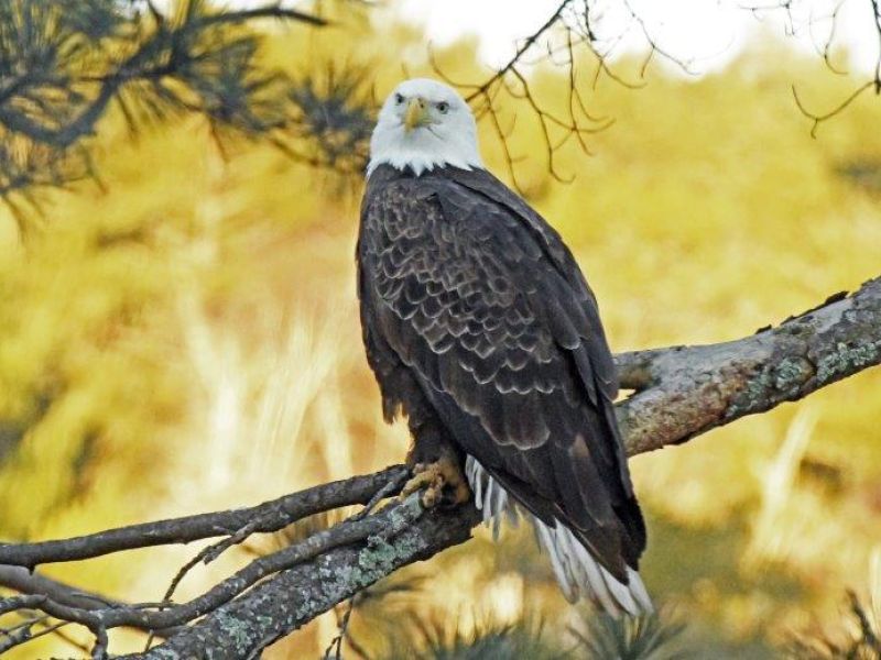 Eagles Nest Township Eagle Day - UPDATE March 6, 2024