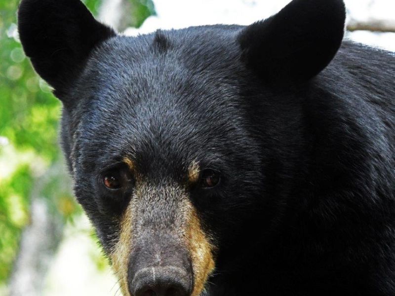 Chloe and Cubs - UPDATE August 13, 2021