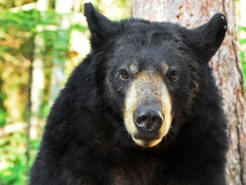 Lily, Monarchs, Berries, and Sudden Openings in the Courses  - UPDATE June 28, 2021