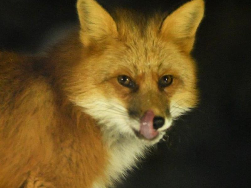 Fox, Deer, Birds, Puppets, and a Loss - UPDATE January 17, 2024