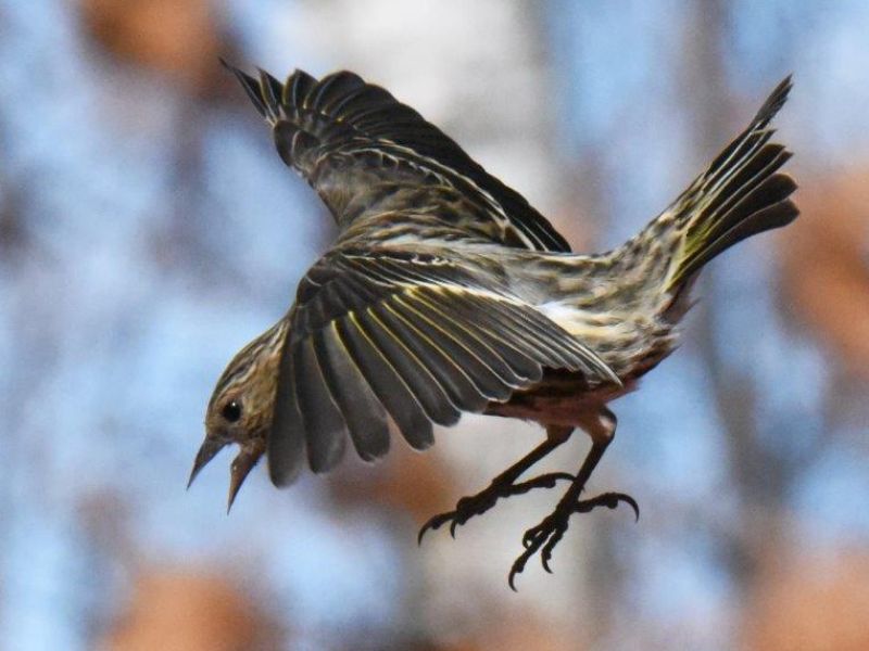 Upgrade, Siskins - UPDATE April 1, 2016