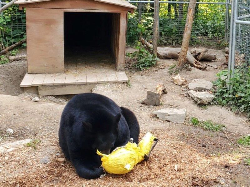 Pinata Treats, Paul, The Daily Duckwalk, and More - UPDATE June 16, 2023