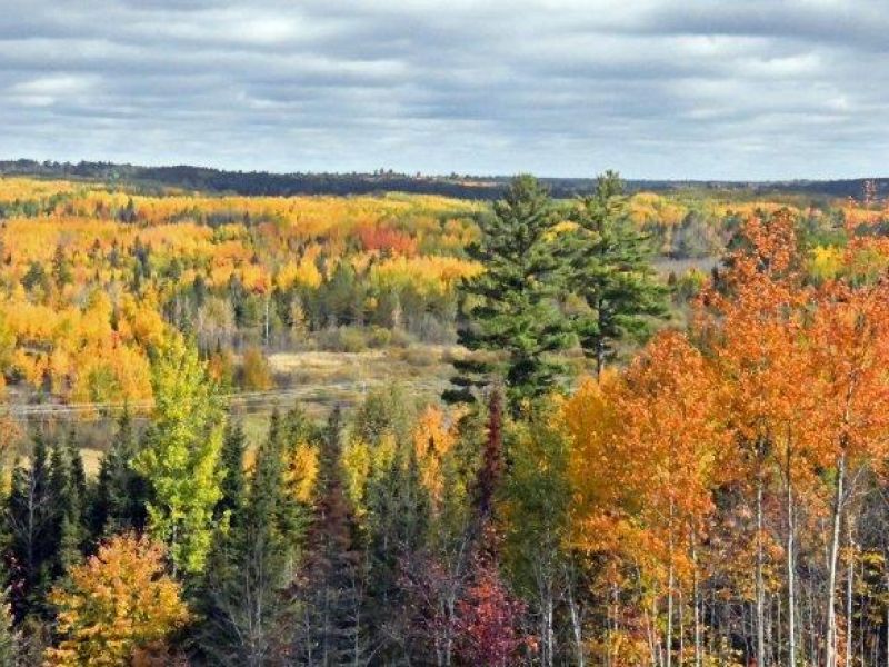 Tasha, Color, and Action - UPDATE September 28, 2020