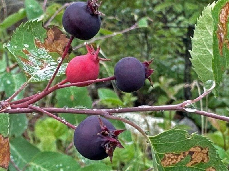 Juneberries and Blueberries in Abundance - UPDATE June 28, 2023