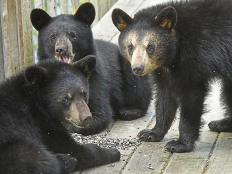 Bear Awareness Week - UPDATE May 25, 2024