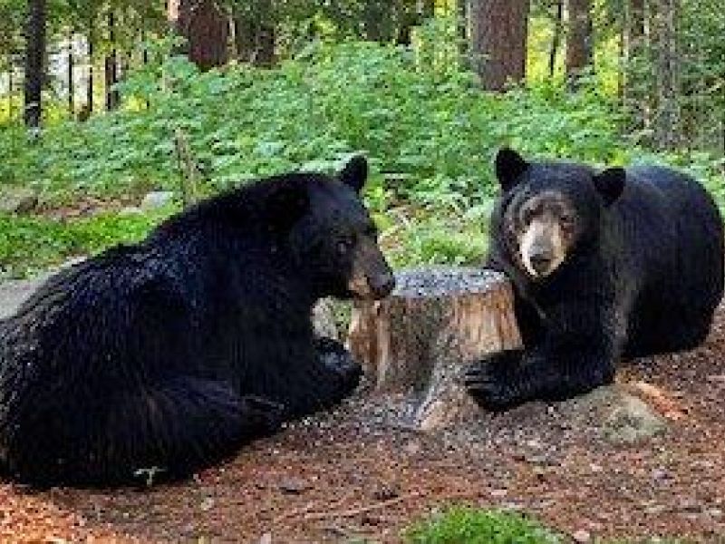 Spanky. Turtle Eggs, Cicadas, Tent Caterpillars - UPDATE June 11, 2021