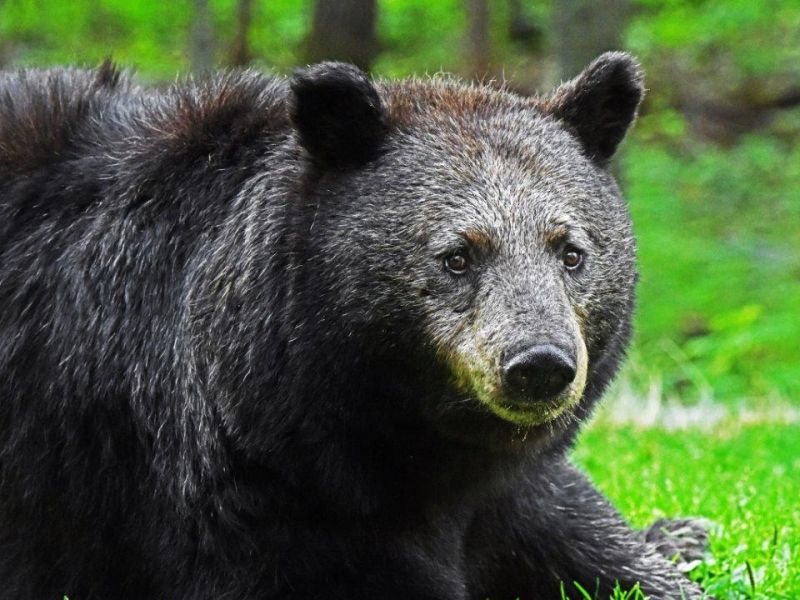 Drought, Fire, and Bears - UPDATE August 21, 2021