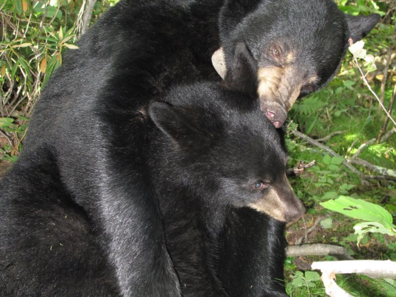 Lily, Hope, and more - UPDATE January 31, 2026