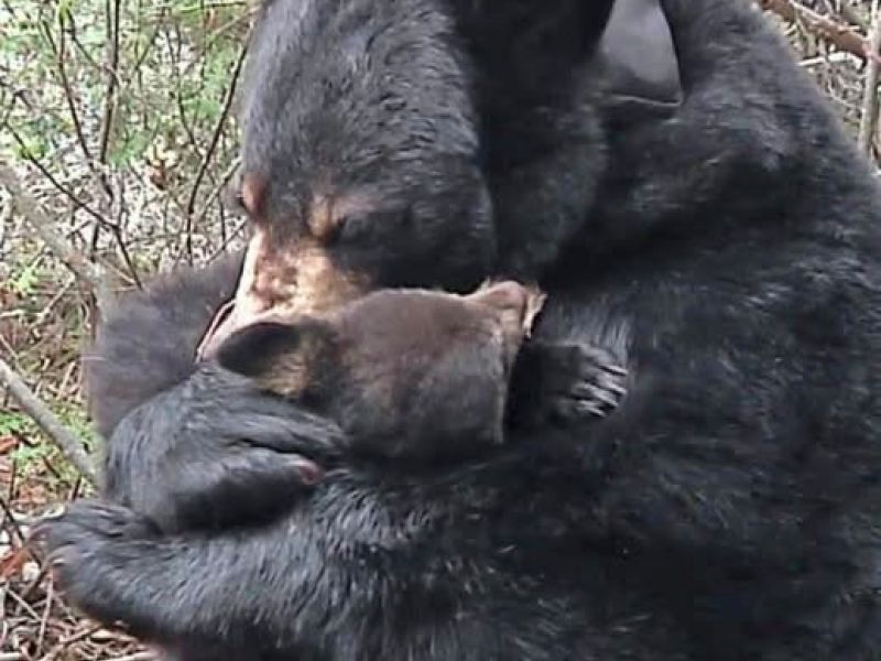 Drought, Fire, and Bears - UPDATE September 23, 2026
