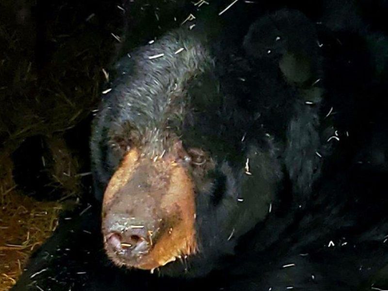 Ted Doing Well, Fox Eating Turkey - UPDATE November 23, 2021