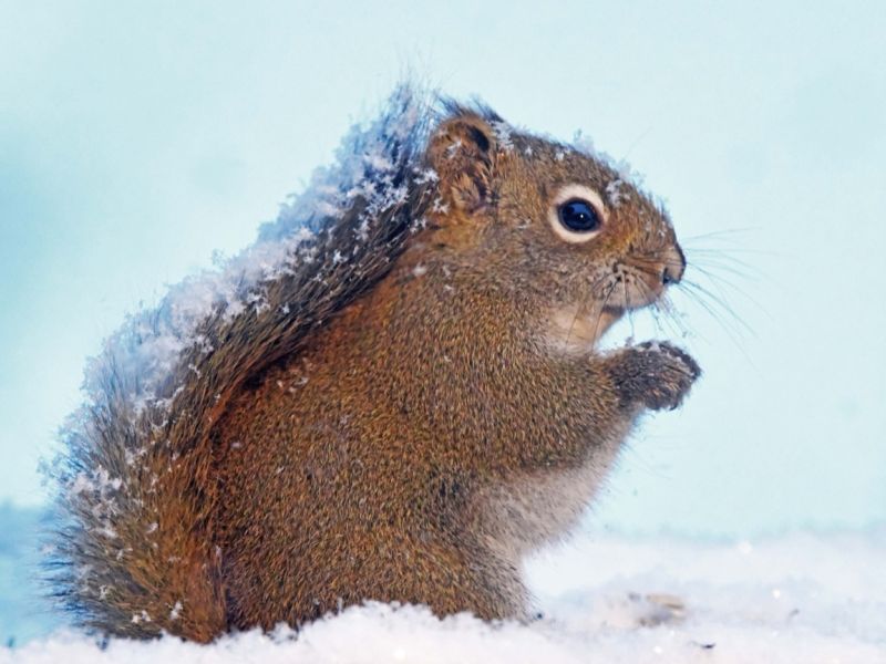 Cold, Snow, and What They Did - UPDATE December 15, 2025